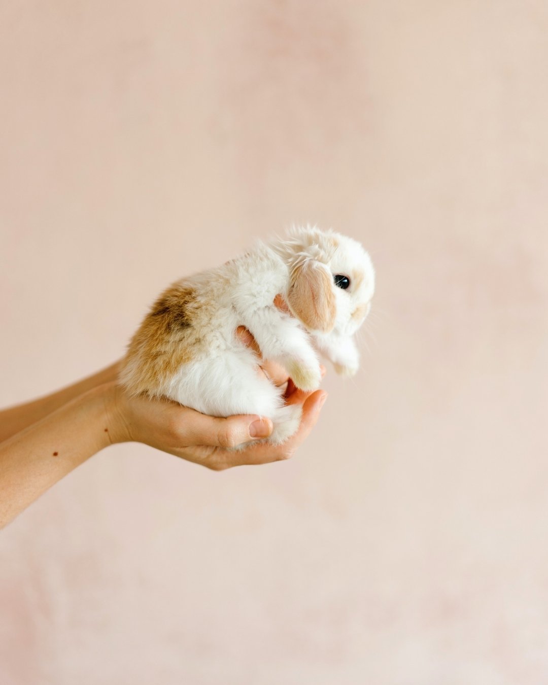 Les cosmétiques Cruelty Free, qu'est-ce que c'est ? - Novëm