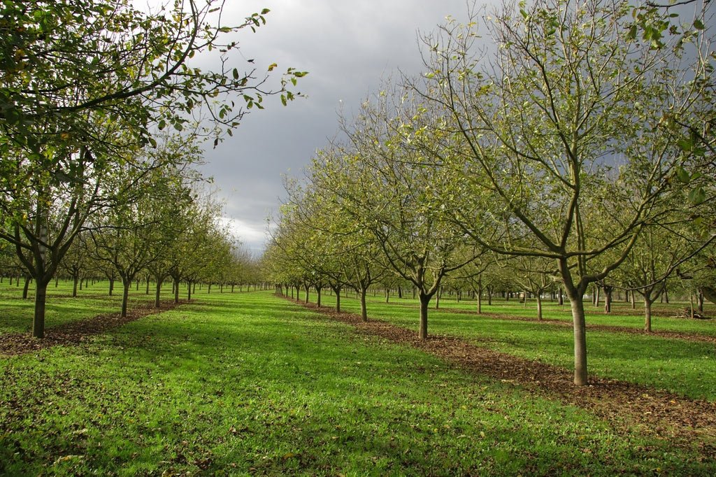 Focus partenaire : la ferme Michallet - Novëm