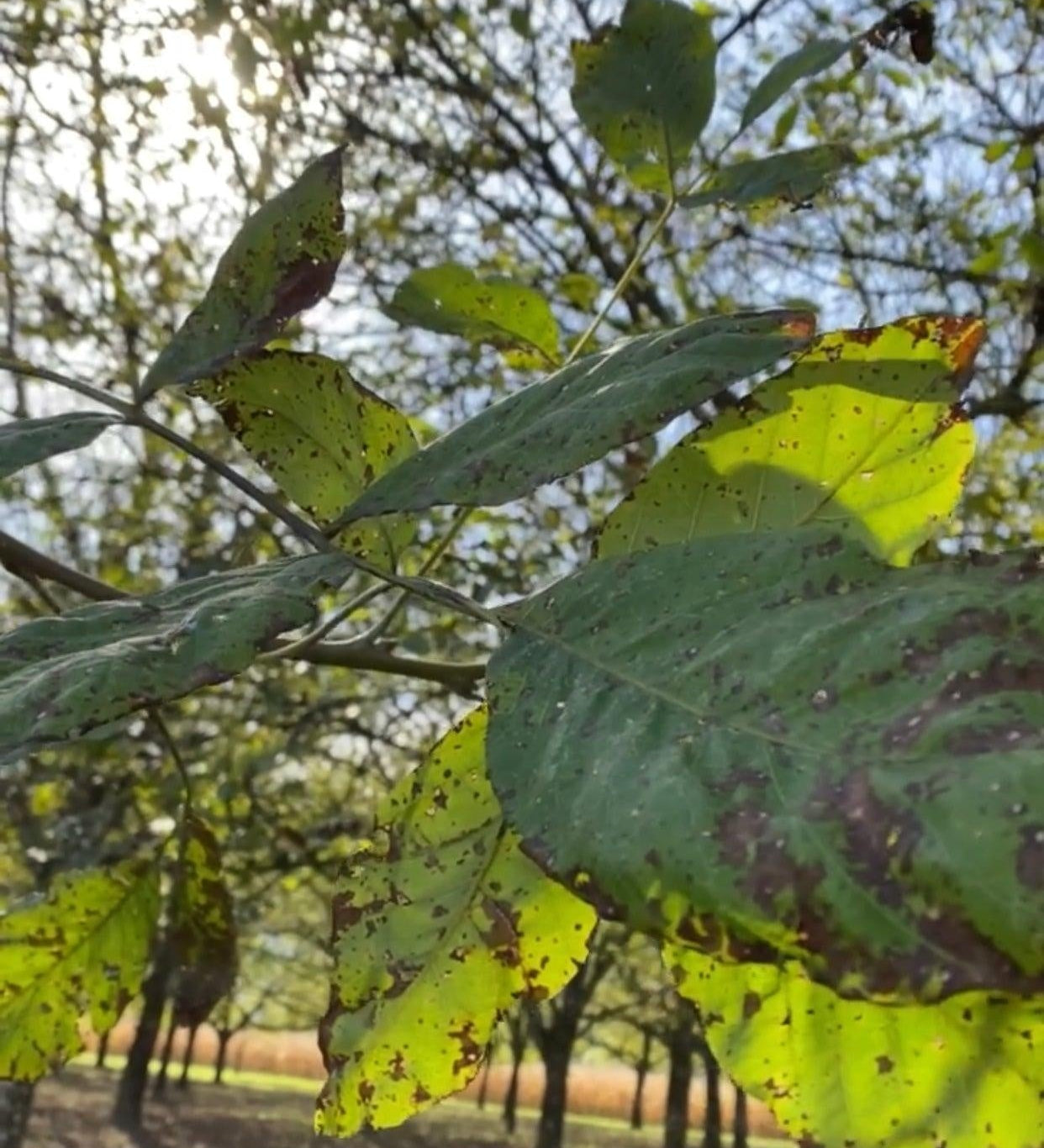 Lancement: Le Club À La Noix - Novëm