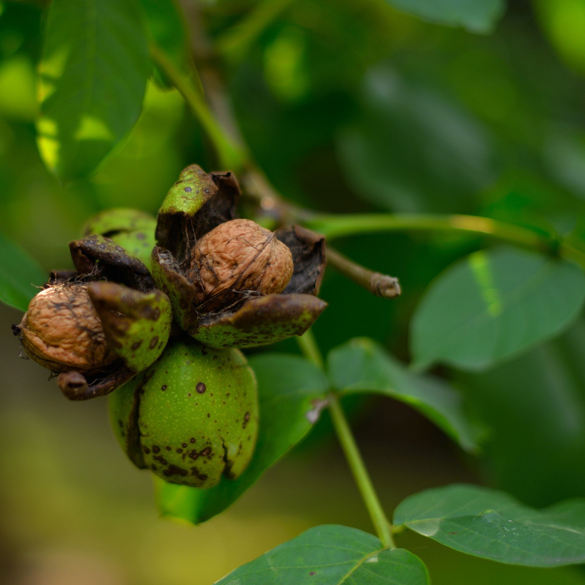 Les Bienfaits des Noix pour une Meilleure Santé et Bien-être - Novëm