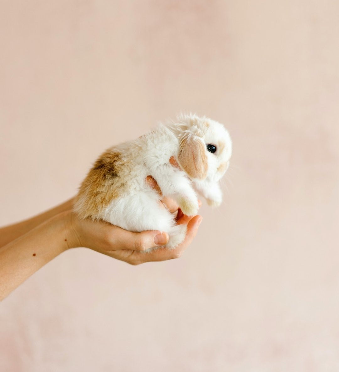 Les cosmétiques Cruelty Free, qu'est-ce que c'est ? - Novëm