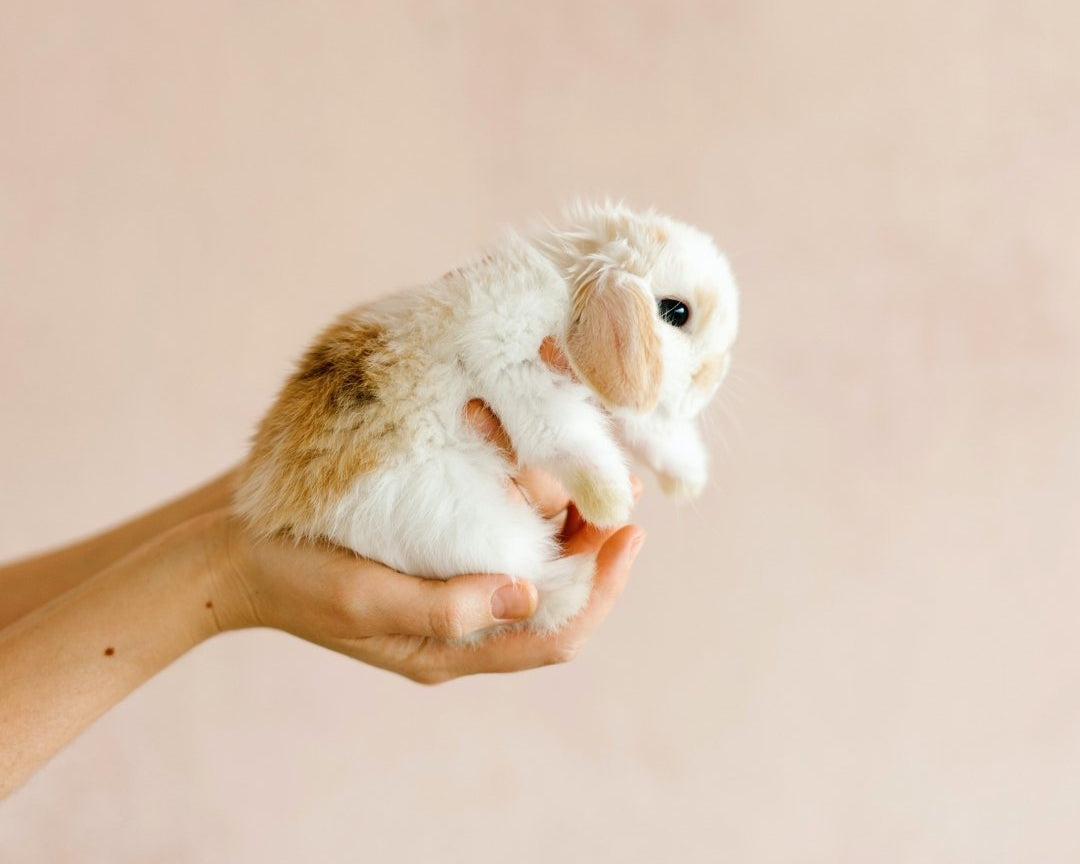 Les cosmétiques Cruelty Free, qu'est-ce que c'est ? - Novëm