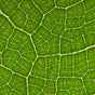Prébiotiques