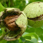 Poudre de coquilles de noix